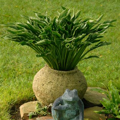 Hosta Praying Hands