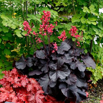 Heuchera x Black Forest Cake