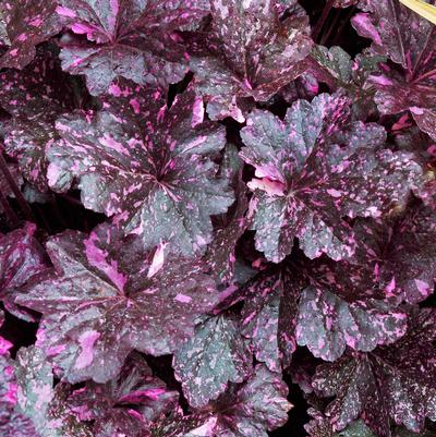Heuchera x Midnight Rose