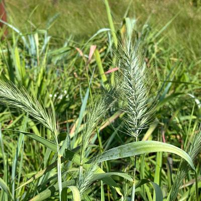 Elymus hystrix 