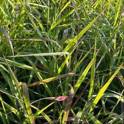 Elymus virginicus 