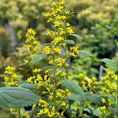 Solidago flexicaulis 
