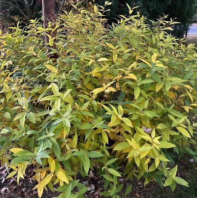 Amsonia tabernaemontana var. salicifolia 
