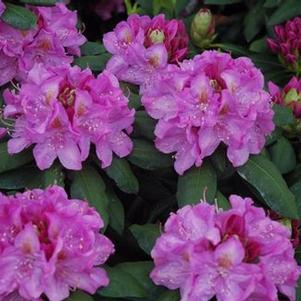 Rhododendron catawbiense Roseum Elegans