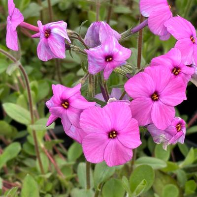 Phlox stolonifera Pink Ridge