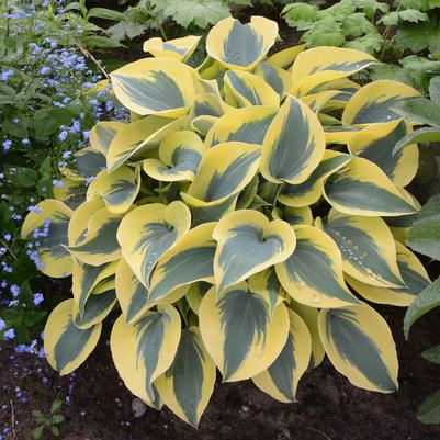 Hosta Shadowland® 'Autumn Frost'