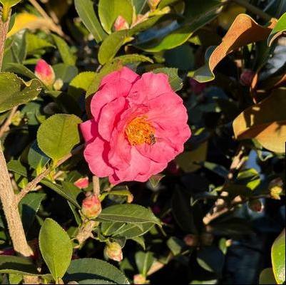 Camellia sasanqua Shishigashira