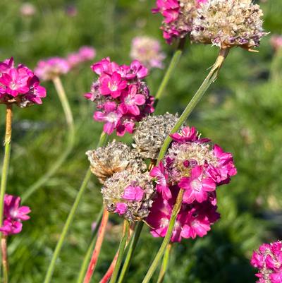 Armeria maritima Splendens
