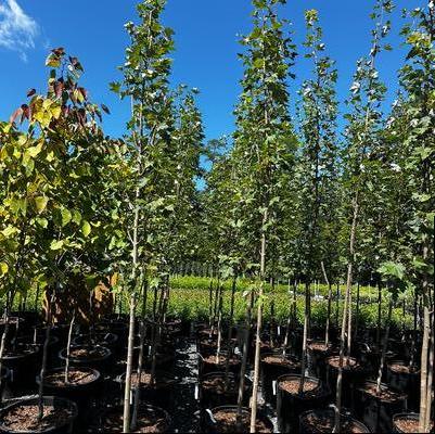 Acer rubrum Armstrong