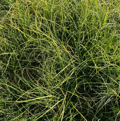 Carex rosea 