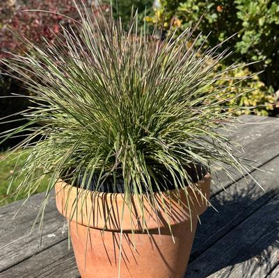 Deschampsia cespitosa Northern Lights