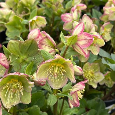 Helleborus x glandorfensis HGC® Ice N' Roses® 'Carlotta'
