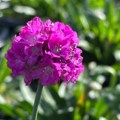 Armeria pseudarmeria DREAMERIA® 'Vivid Dreams'