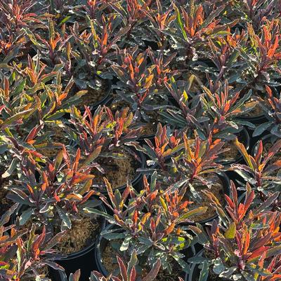 Euphorbia x Miner's Merlot