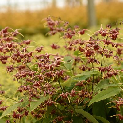 Epimedium x Cranberry Dancer