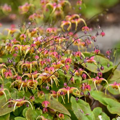Epimedium x Dream Catcher