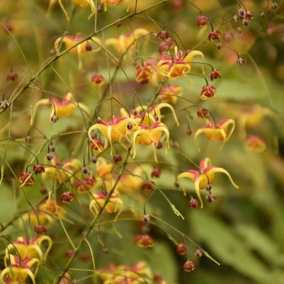 Epimedium x Jester's Hat