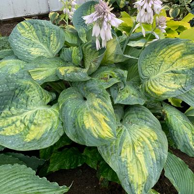 Hosta Sound of Music