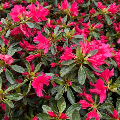 Rhododendron Girard Rose