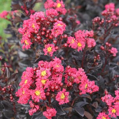 Lagerstroemia Center Stage® Pink