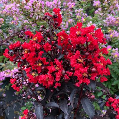 Lagerstroemia Center Stage® Red