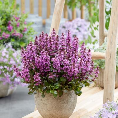 Ajuga reptans Midnight Mystery™