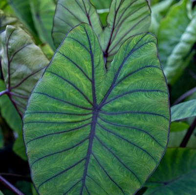 Colocasia x Royal Hawaiian® 'Blue Hawaii'