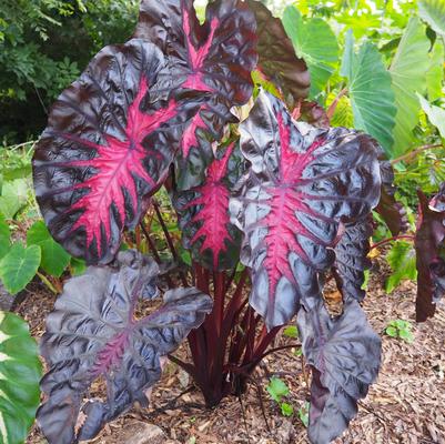 Colocasia x Redemption™