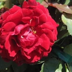 Rosa Don Juan
