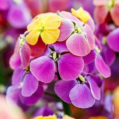 Erysimum linifolium ERYSISTIBLE™ 'Bronze Rose'