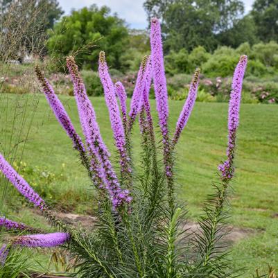 Liatris pycnostachya Lavender Glowsticks