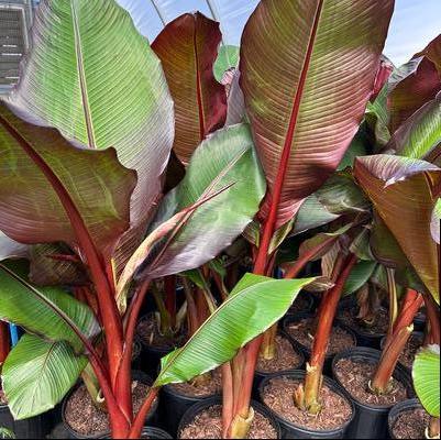 Musa sikkimensis Ever Red