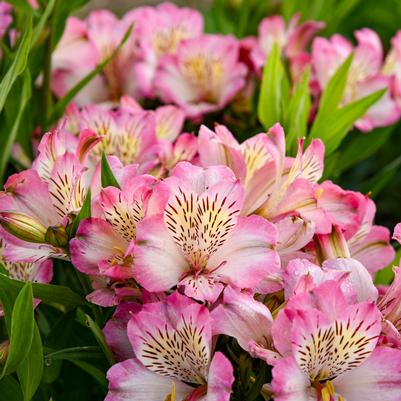 Alstroemeria x Summer Break