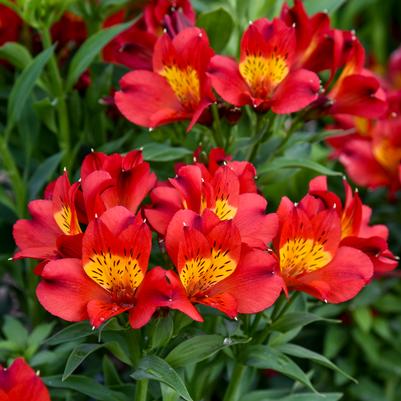 Alstroemeria x Summer Heat