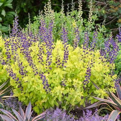 Baptisia x Golden Anniversary