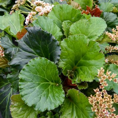 Bergenia cordifolia Ripple Effect