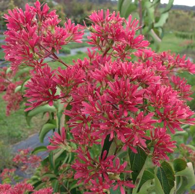 Heptacodium miconioides Temple of Bloom®