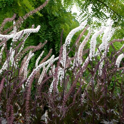 Actaea simplex Black Negligee
