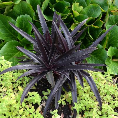 Eucomis x Dark Star