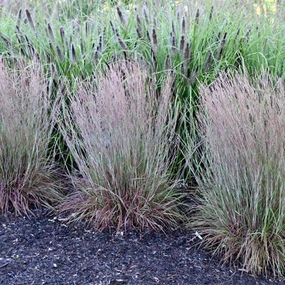 Schizachyrium scoparium Little Red Fox