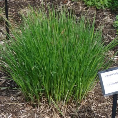 Carex stricta 