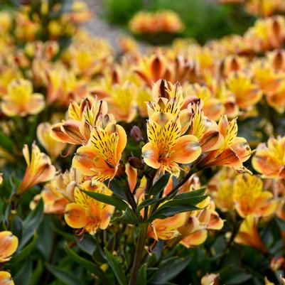 Alstroemeria x Summer Breeze