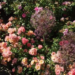 Rosa Peach Drift®