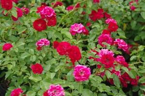 Rosa Fire Meidiland®