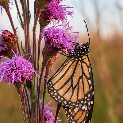 Liatris ligulistylis 