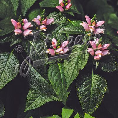 Chelone lyonii Pink Temptation