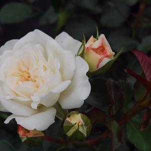 Rosa White Meidiland®