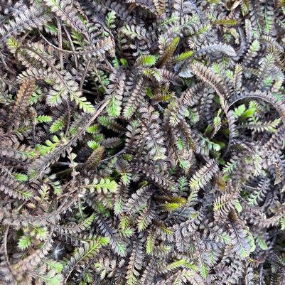 Leptinella squalida Platt's Black