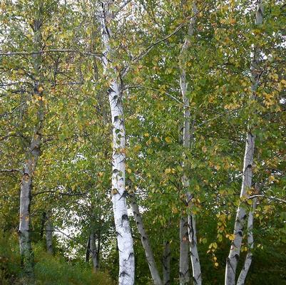 Betula populifolia Whitespire