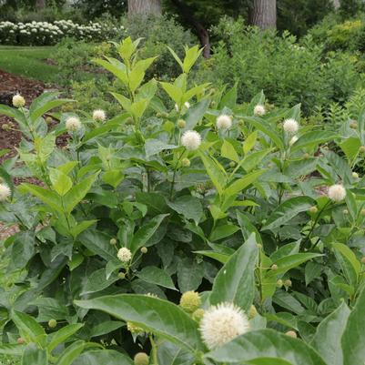 Cephalanthus occidentalis Sugar Shack&reg; 2.0